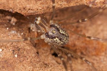 Media type: image; Invertebrate Zoology 29238